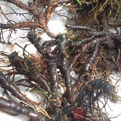 除去杂质，洗净，润透，切厚片，晒干