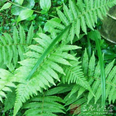 根茎为不规则背腹扁平的条状、块状或片状，多弯曲