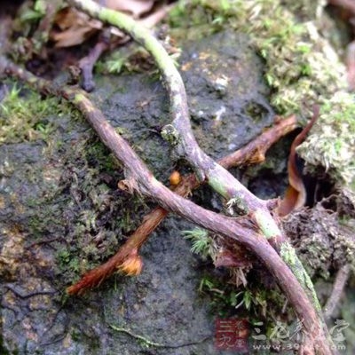 骨碎补水煎剂7.5-50g/kg灌胃，对大鼠实验性关节炎具有刺激骨关节软骨细胞代偿性增生作用