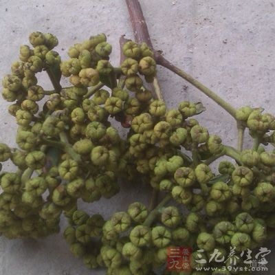 果实类球形或略呈五角状扁球形，直径2到5mm