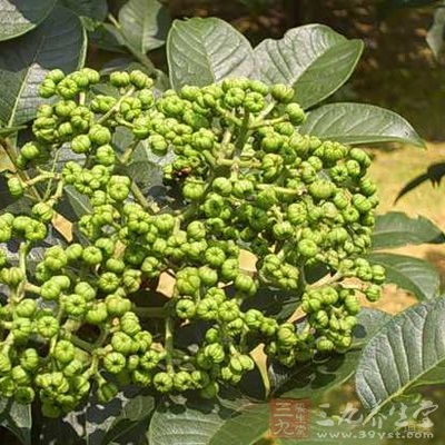 吴茱萸具有止呕，抗溃疡，健胃作用