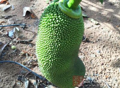 菠萝蜜含有多种人体所需的维生素及营养元素