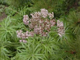 凤尾草的功效与作用