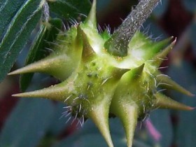 蒺藜的功效与作用