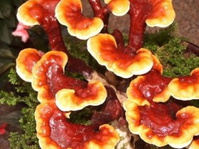 灵芝的功效与作用及食用方法，灵芝的副作用与使用禁忌