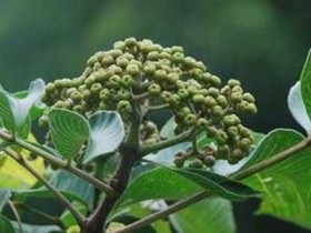 吴茱萸的功效与作用及禁忌，吴茱萸的食用方法