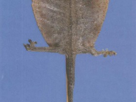 人参蛤蚧散组成,方歌方解,医案分析,功效与作用