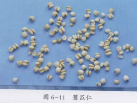 参苓白术散组成,方歌方解,医案分析,功效与作用