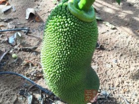 菠萝蜜的功效与作用,菠萝蜜的营养价值,菠萝蜜怎么吃图解