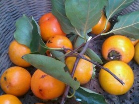 柿子不能和什么一起吃,吃柿子的注意事项,柿子的营养价值及功效