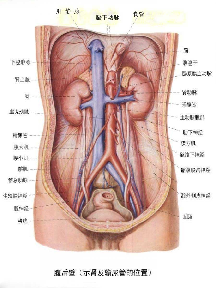 人体内脏结构-图3