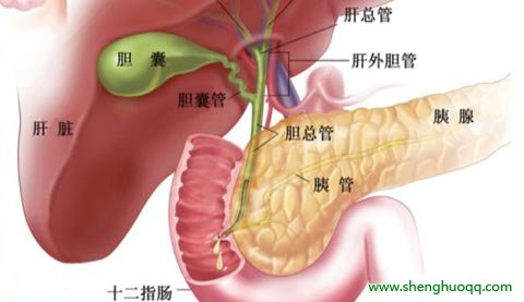 胆囊和胰腺的位置