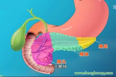 胰腺的功能结构
