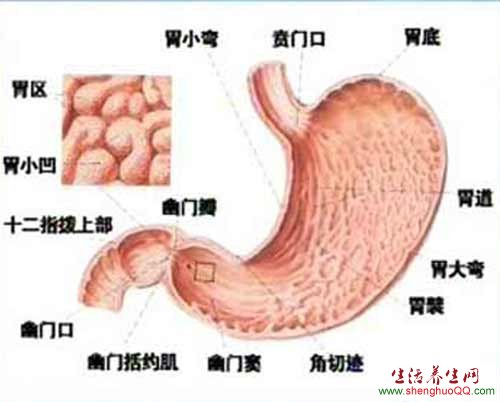 胃的结构组成