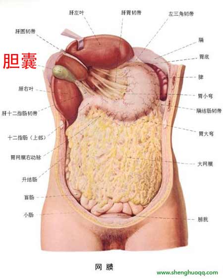 胆的位置（图二）