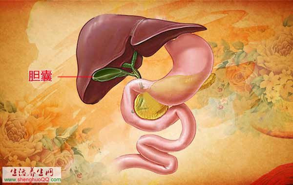 胆囊的位置