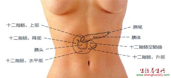 胰腺的位置图2