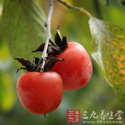 柿饼焙焦研末，每服1.5克，一日三次，开水送服，治消化道溃疡出血