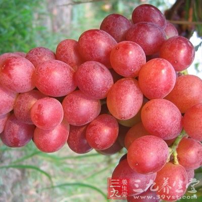葡萄籽粉是指葡萄籽粉提取物萄多酚