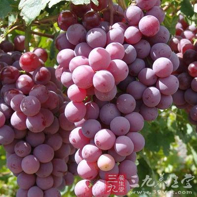 在吃葡萄的时候你最好不要将籽吐掉