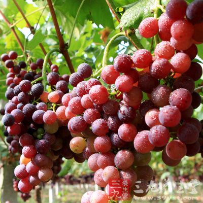 葡萄籽能够预防结肠癌