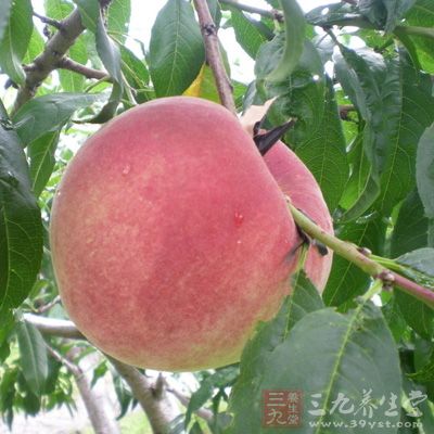 桃子还具有抗击黑斑的效果，能深层清洁皮肤，防止和修护由紫外线、电脑辐射等有害物对皮肤造成的伤害