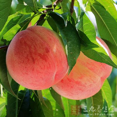 麦朋：叶治阴道炎，宫颈炎《桂药编》