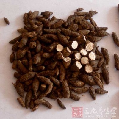 壁厚，并有多数下皮纤维束