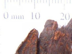 香附的功效与作用及食用方法,香附的图片,香附的副作用