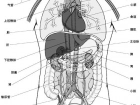 人体内脏器官结构分布图详解,人体各器官功能作用说明