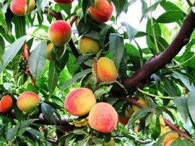 桃子的功效与作用,桃子的营养价值,桃子的吃法大全