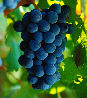 紫葡萄
