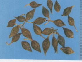 凉膈散组成,方歌方解,医案分析,功效与作用