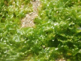 海藻的功效与作用,海藻的做法