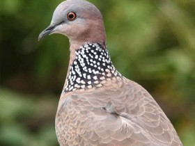 斑鸠的营养价值，斑鸠的做法大全