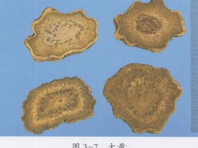 黄龙汤组成,方歌方解,新加黄龙汤医案分析,功效与作用