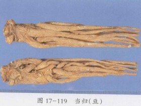 济川煎组成,方歌方解,医案分析,功效与作用