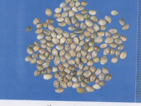 麻子仁丸的功效与作用,组成,方歌方解,医案分析