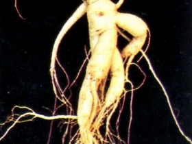 进补的原则，怎样进行食补，推荐一些中医食疗方