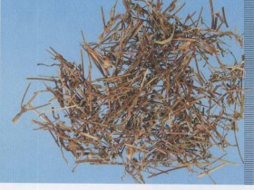 新加香薷饮合六一散治疗暑热感冒