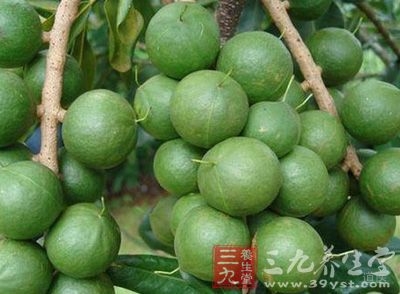 夏威夷果的营养价值和经济价值是非常高的