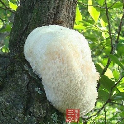 猴头菇其实也是一种菌类的食物，作为一种非常珍贵的食用菌，其实它富含非常高的营养价值以及药用价值