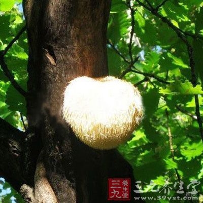 猴头菇是很多人比较喜爱吃的，猴头菇的营养价值很高