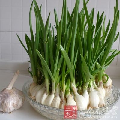 蒜苗