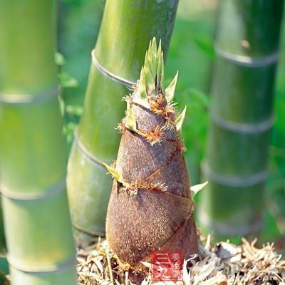 食用冬笋前，先用淡盐水将冬笋煮开5至10分钟