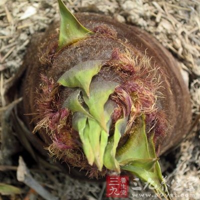 笋，竹笋性寒，又含较多的粗纤维和难溶性草酸钙，女性在经期应忌食