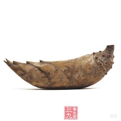 竹笋， 从竹子的根状茎上发出的幼嫩的发育芽