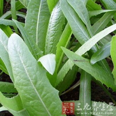 低热量、高营养，营养价值略高于生菜而远远优于莴笋