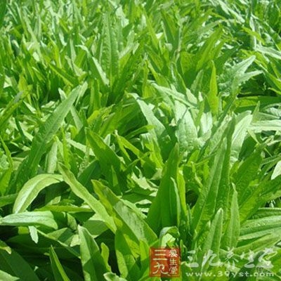 经期能吃油麦菜吗