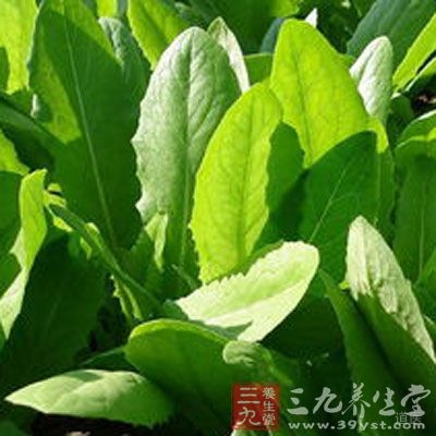 蒜茸油麦菜